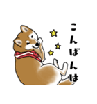 柴犬すースタンプ（個別スタンプ：3）