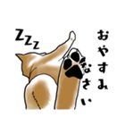 柴犬すースタンプ（個別スタンプ：4）