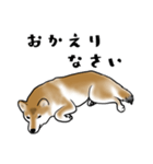 柴犬すースタンプ（個別スタンプ：6）