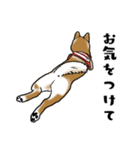 柴犬すースタンプ（個別スタンプ：8）