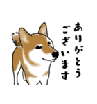 柴犬すースタンプ（個別スタンプ：9）