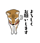 柴犬すースタンプ（個別スタンプ：10）