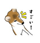 柴犬すースタンプ（個別スタンプ：12）