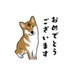 柴犬すースタンプ（個別スタンプ：13）