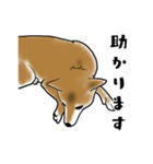 柴犬すースタンプ（個別スタンプ：14）