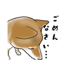 柴犬すースタンプ（個別スタンプ：16）
