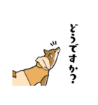 柴犬すースタンプ（個別スタンプ：17）