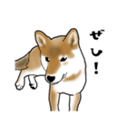 柴犬すースタンプ（個別スタンプ：18）