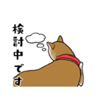 柴犬すースタンプ（個別スタンプ：19）