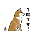 柴犬すースタンプ（個別スタンプ：20）