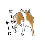 柴犬すースタンプ（個別スタンプ：21）