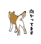柴犬すースタンプ（個別スタンプ：22）