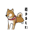 柴犬すースタンプ（個別スタンプ：23）
