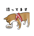 柴犬すースタンプ（個別スタンプ：24）