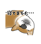 柴犬すースタンプ（個別スタンプ：25）