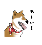 柴犬すースタンプ（個別スタンプ：26）