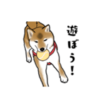 柴犬すースタンプ（個別スタンプ：27）