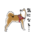 柴犬すースタンプ（個別スタンプ：29）