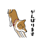 柴犬すースタンプ（個別スタンプ：30）