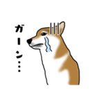 柴犬すースタンプ（個別スタンプ：31）