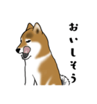 柴犬すースタンプ（個別スタンプ：32）