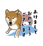 柴犬すースタンプ（個別スタンプ：35）
