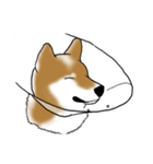柴犬すースタンプ（個別スタンプ：36）