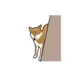 柴犬すースタンプ（個別スタンプ：37）