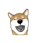柴犬すースタンプ（個別スタンプ：39）