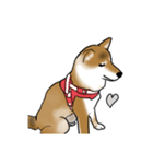 柴犬すースタンプ（個別スタンプ：40）