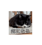 動くぞ！ 田中 福丸（個別スタンプ：3）