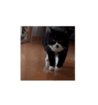 動くぞ！ 田中 福丸（個別スタンプ：4）