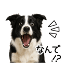 ボーダーコリー★ず～と使える即返信！便利（個別スタンプ：1）