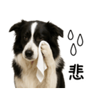 ボーダーコリー★ず～と使える即返信！便利（個別スタンプ：2）