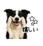 ボーダーコリー★ず～と使える即返信！便利（個別スタンプ：3）