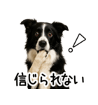 ボーダーコリー★ず～と使える即返信！便利（個別スタンプ：4）