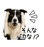 ボーダーコリー★ず～と使える即返信！便利（個別スタンプ：5）