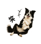 ボーダーコリー★ず～と使える即返信！便利（個別スタンプ：6）