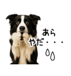 ボーダーコリー★ず～と使える即返信！便利（個別スタンプ：8）