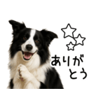 ボーダーコリー★ず～と使える即返信！便利（個別スタンプ：9）
