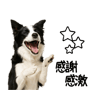 ボーダーコリー★ず～と使える即返信！便利（個別スタンプ：10）