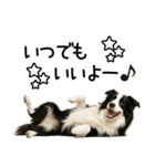 ボーダーコリー★ず～と使える即返信！便利（個別スタンプ：11）