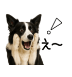 ボーダーコリー★ず～と使える即返信！便利（個別スタンプ：12）