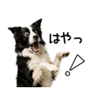 ボーダーコリー★ず～と使える即返信！便利（個別スタンプ：14）