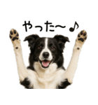 ボーダーコリー★ず～と使える即返信！便利（個別スタンプ：16）