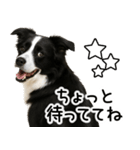 ボーダーコリー★ず～と使える即返信！便利（個別スタンプ：17）