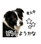 ボーダーコリー★ず～と使える即返信！便利（個別スタンプ：18）