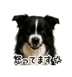 ボーダーコリー★ず～と使える即返信！便利（個別スタンプ：19）