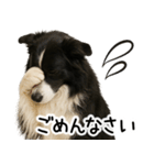 ボーダーコリー★ず～と使える即返信！便利（個別スタンプ：20）