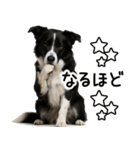 ボーダーコリー★ず～と使える即返信！便利（個別スタンプ：21）